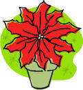 poinsettia pot